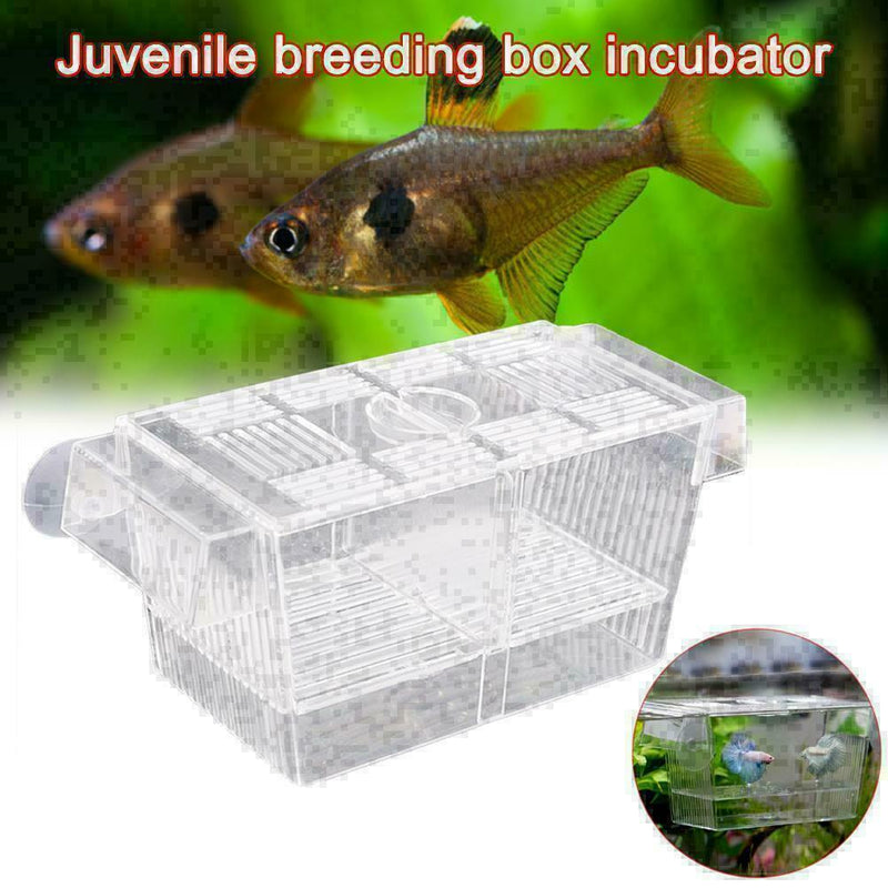 Aquarium Fish Tank Guppy Double Breeding Breeder Rearing Q0G7 K9Z3 O7W7 Ac J3A2
