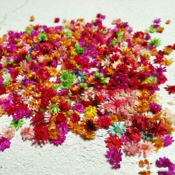 Small Star Dried Flower Head Daizy DIY Nail Art Filling Decor Hand Craft M9K0