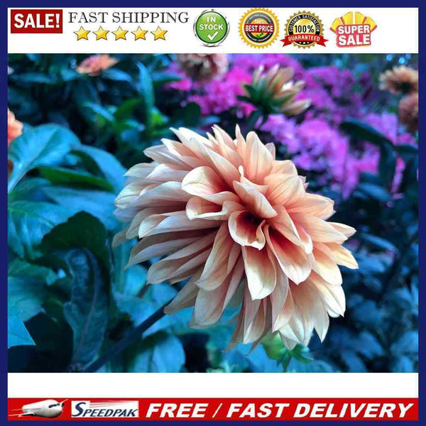 Flower DIY Painting By Numbers Kits Age-free Color Canvas for Modern Decoration