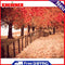 Painting By Numbers Kit DIY Autumn Path Hand Painted Canvas Oil Picture Craft