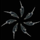 10pcs Unpainted Fishing Lure Body 8.8cm/7.12g Transparent SALE Lure Blank G3G8