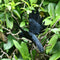 2Pcs Simulation Crow Black Crow Props Feather Birds Home Horror Decor J2Z2