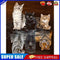 Cat Maps Out Tiger 40X50cm Oil Paint By Numbers Picture DIY Painting Crafts
