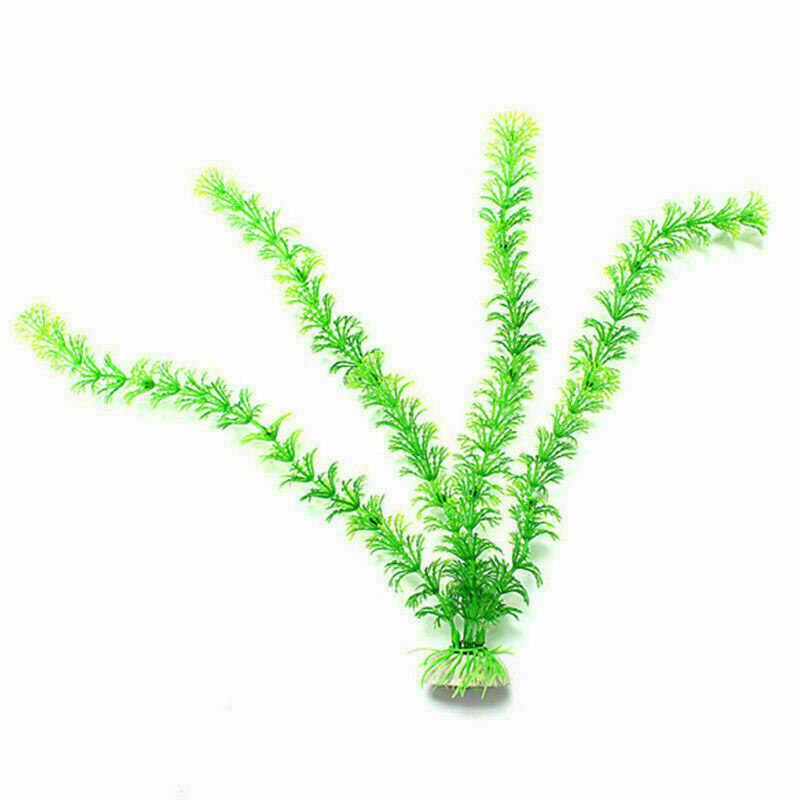 Aquatic plant Live Aquatic Aquarium Tropical Tank Plants C9T7 3 V5Q6 of I9D6