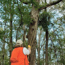 Branch Tree Cutter Trimmer Branch Chainsaw Manganese Steel High Reach Limb Rope