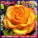 5D DIY Diamond Painting Roses Bloom Full Drill Art Pictures Rhinestone Gift
