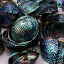 Natürliche Abalone Shell große Muschel Muschel Display Stand Neu Diy T1O3
