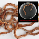 Lifelike Sandworms Fishing Lures Saltwater Feeder Sea Fishing Worms Soft Baits