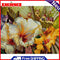 Frameless Painting By Numbers DIY Warm Flower Hand Painted Oil Picture Craft