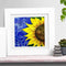 Canvas Paint By Numbers Sunflower Oil Hand Painted Drawing Kit Home Decorat