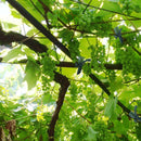 Garden Tree Strap Plant Tie Rope Binding Cable Tree Support Fastener Tape Newly