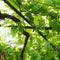Garden Tree Strap Plant Tie Rope Binding Cable Tree Support Fastener Tape Newly