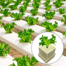 #A 50pcs Seedling Grow Plugs Starter Water Hydroponic Soilless Cultivation Tub