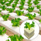 #A 50pcs Seedling Grow Plugs Starter Water Hydroponic Soilless Cultivation Tub