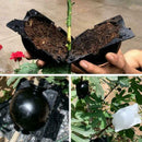 5cm Plant Rooting Box High Pressure Grafting Propagation Ball (Black S)