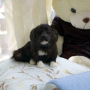 20cm Realistic Labrador Puppy Dog Plush Simulation Home Toys E9X2 T6P5 H1S2
