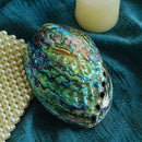 Natürliche Abalone Shell große Muschel Muschel Display Stand Neu Diy T1O3