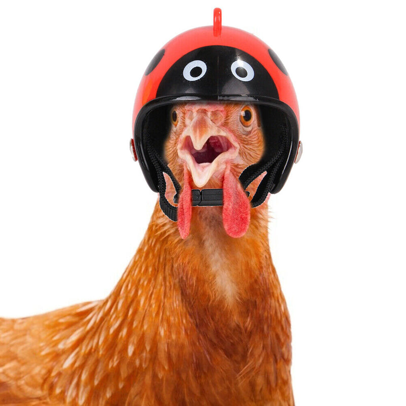 Small Pet Bird Duck Headgear Hat Cute Graffiti Chicken Helmet Poultry Supplie