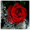 30x30cm 5D Diamond Painting DIY Rose Red Painting Cross Stitch Needlework