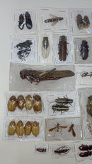Mixed lot of insects of Venezuela flies beetles grasshoppers cockroaches cicadas