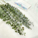 10X Air-dried Flower Eucalyptus Stems Branches Leaves DIY Bouquet Home X8G3 Y8O1