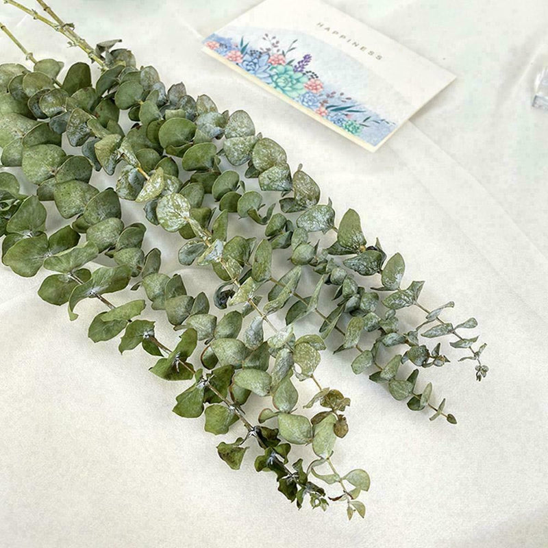10X Air-dried Flower Eucalyptus Stems Branches Leaves DIY Bouquet Home X8G3 Y8O1