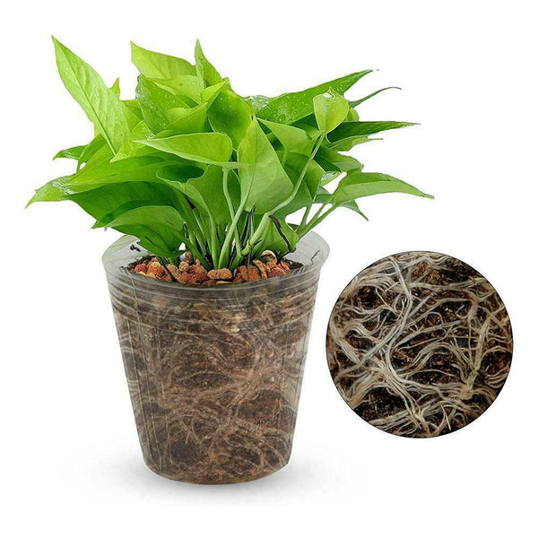 100pcs 5.5cm Nursery Pot/Plastic Nutrition Cup/Plastic Pots Nursery S0T7