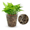 100pcs 5.5cm Nursery Pot/Plastic Nutrition Cup/Plastic Pots Nursery S0T7