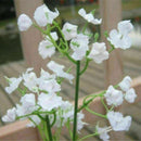 Artificial Baby's Breath Gypsophila Silk Flowers Bouquet AU W5U3 H2B 7Y9I S7J4