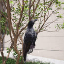 Realistic Hanging Dead Crow Decoy Lifesize Extra Large Feathered Black Cro best