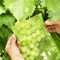 50pcs Garden Drawstring Net Bags Vegetable Fruit Grapes Protection Pouch Newly