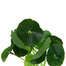 Artificial Grass Aquarium Fish Tank Aquatic Simulation Plant Ornament Decor