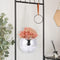 Decorative Plant Pots/Garden Plants with Hooks Chain for Gardening Enthusiast