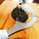 Stainless Steel Sea Urchin Scissors - Multipurpose Ultra Sharp Utility Tool