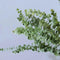 10X Air-dried Flower Eucalyptus Stems Branches Leaves DIY Bouquet Home X8G3 Y8O1