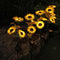 LED Solar Sunflower Shape Light Ground Plug-in Iron Lamp Path Decor (B)