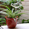 Small Bird Glass Watering Device For Household Balcony S1T5 2021 HOT! W7E4