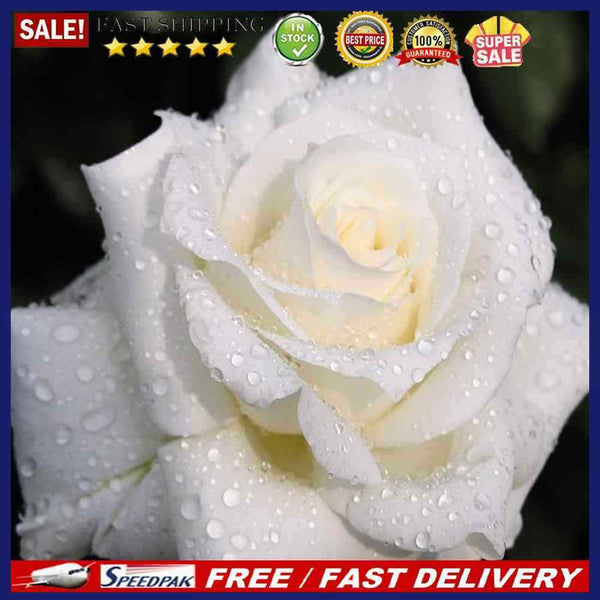 5D DIY Round Drill Diamond Painting White Rose Cross Stitch Embroidery Kit