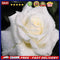5D DIY Round Drill Diamond Painting White Rose Cross Stitch Embroidery Kit