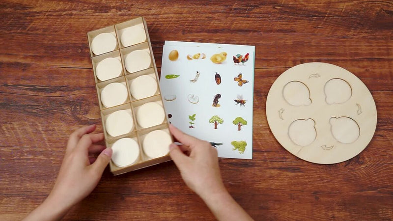 Wooden Life Cycle Board Puzzle Teaching Aids Material Biology Zoology