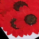 6pcs Pressed Dried Real Flower Sunflower Scrapbooking Embellishments Red
