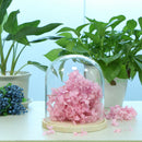 2-pack Transparant Festival Glass Dome with Base Retro Display Bell Jar Case