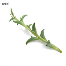100xDOLPHIN NECKLACE - String of Dolphins - Senecio Peregrinus Succulent Plant