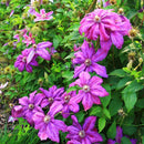 200pc Clematis Flower Plant Seeds Garden Yard Bonsai Decor Flower Seeds
