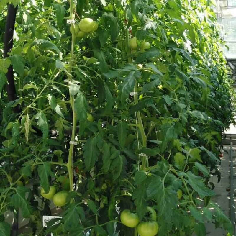 30x Tomato Double Hooks w/ Twine For Planting Vegetable Planting Supplies
