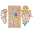 5-Layer Wooden Girl Body Puzzle, Help Your Girl Learn His Own Body Structure