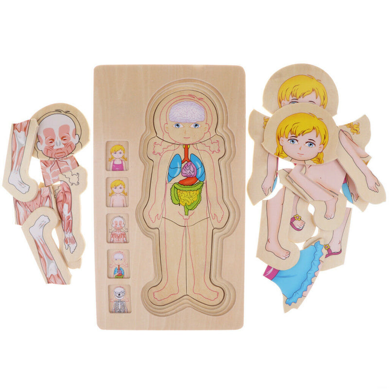 5-Layer Wooden Girl Body Puzzle, Help Your Girl Learn His Own Body Structure