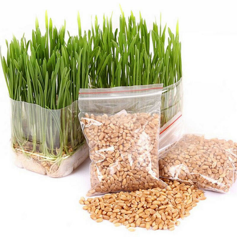800Pcs/Set Cat Grass Seeds Oats Antioxidant Pets Health F5O6 Food