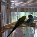 Wooden Parrot Bird Cage Perches Stand Platform Pet B2U4 Budgie Rat-Toys Par Q7E5