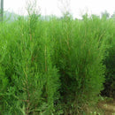 50pcs Lot Arborvitae Cypress Cupressus Sempervirens C1L3 Tree Pine Garden: H4R0